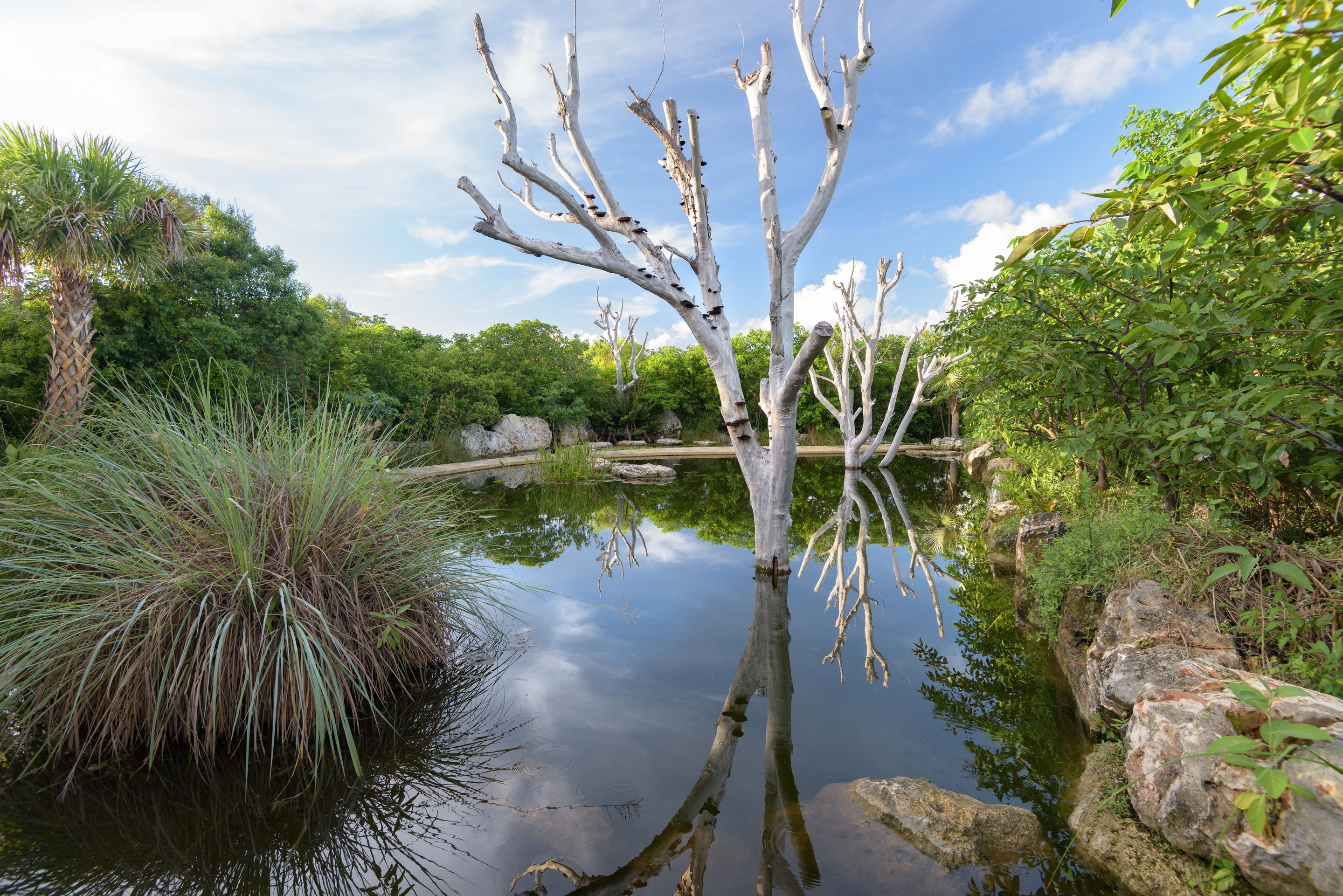 Leon Levy Native Plant Preserve Raymond Jungles, Inc.